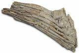 Ray-Finned Fish (Ichthyodectes) Vertebrae w/ Ribs - Kansas #331037-1
